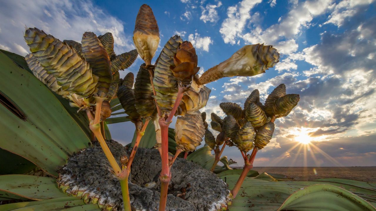 Wildlife Photographer of the Year winners