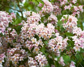 Abelia x grandiflora flowers