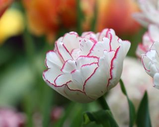 tulip 'Danceline'