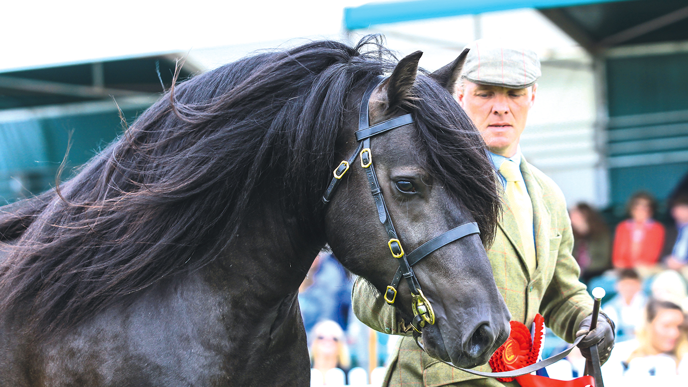 Philip Ward-Burton with Townend Believer at the New Forest &amp;amp; Hampshire County Show