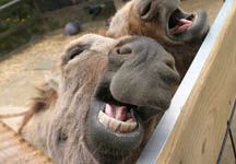 donkey-teeth.jpg