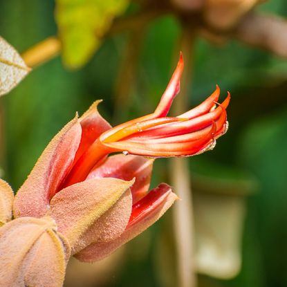 Close up of a devil's hand tree flower