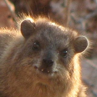 A slightly evil looking rock hyrax.