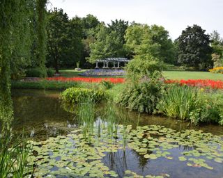 a large fish pond covered in lily pads and bankside foliage