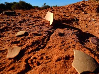 Ancient eggshell fragments shown in an Australian sand dune.