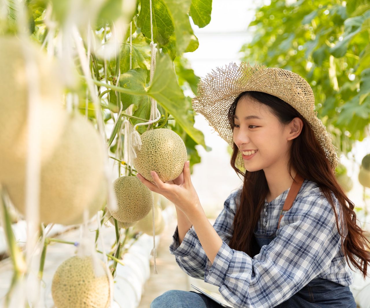 How & When To Pick Cantaloupe At Peak Ripeness Gardening Know How