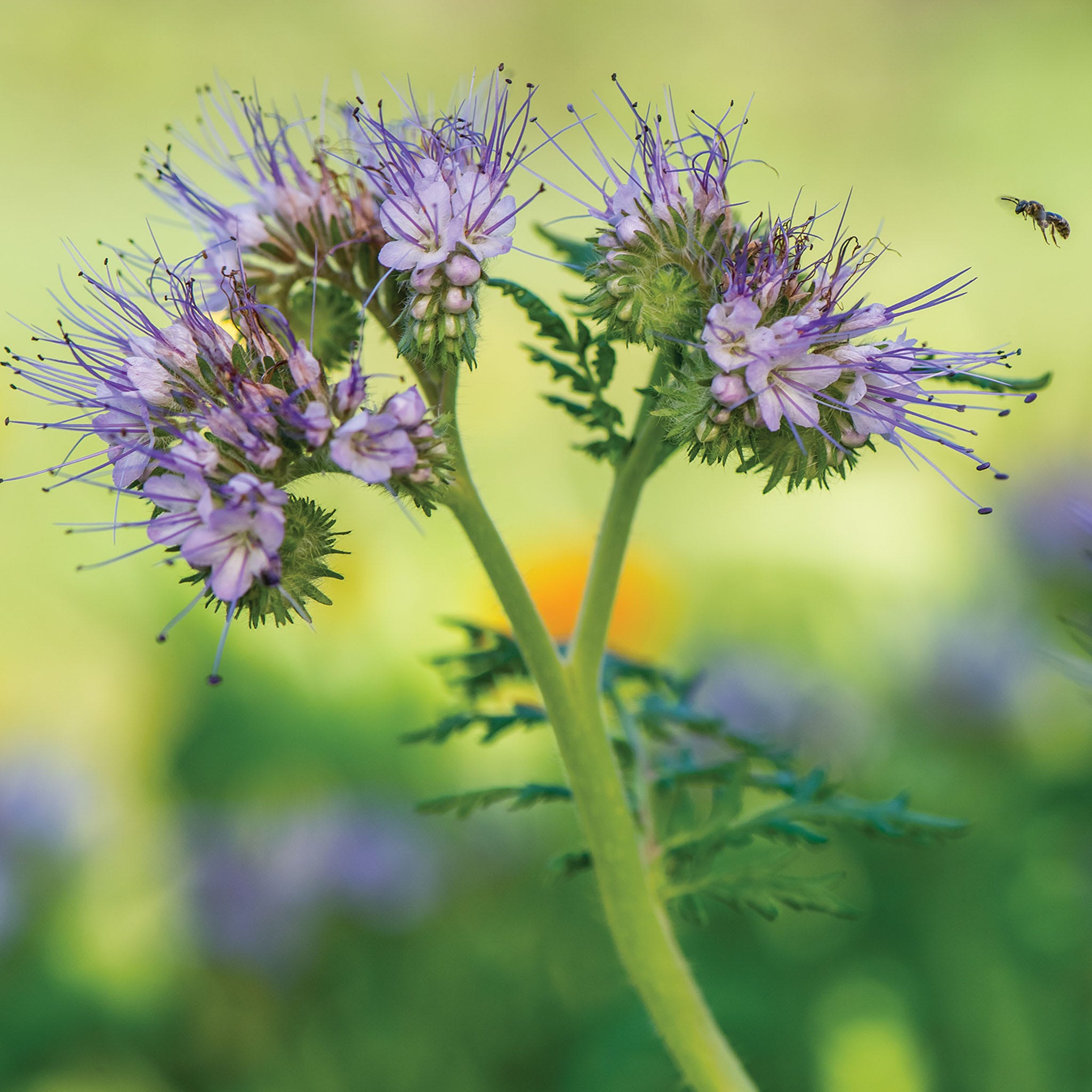 Blue Tansy Phacelia Tanacetifolia Seeds