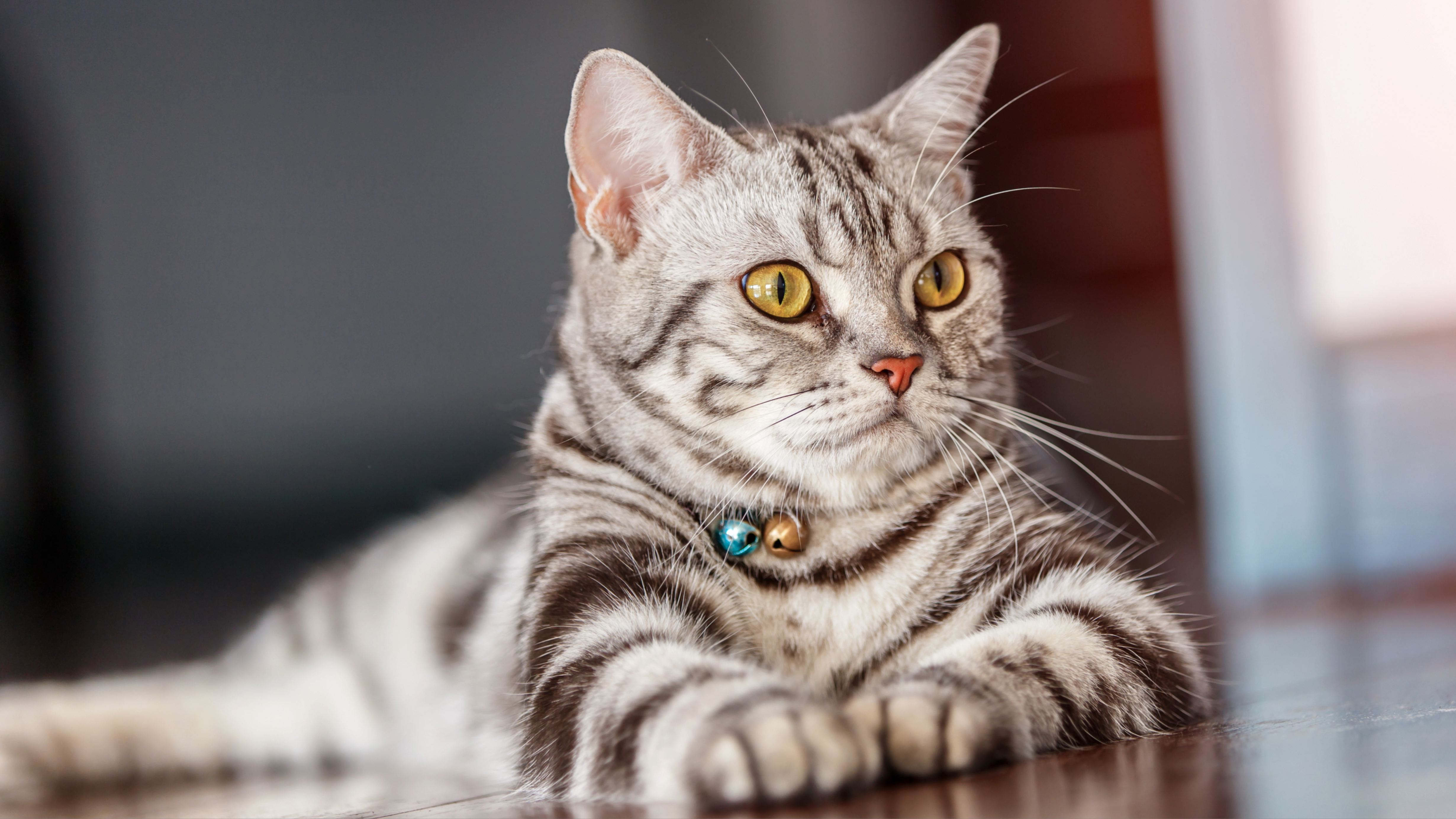 American Shorthair