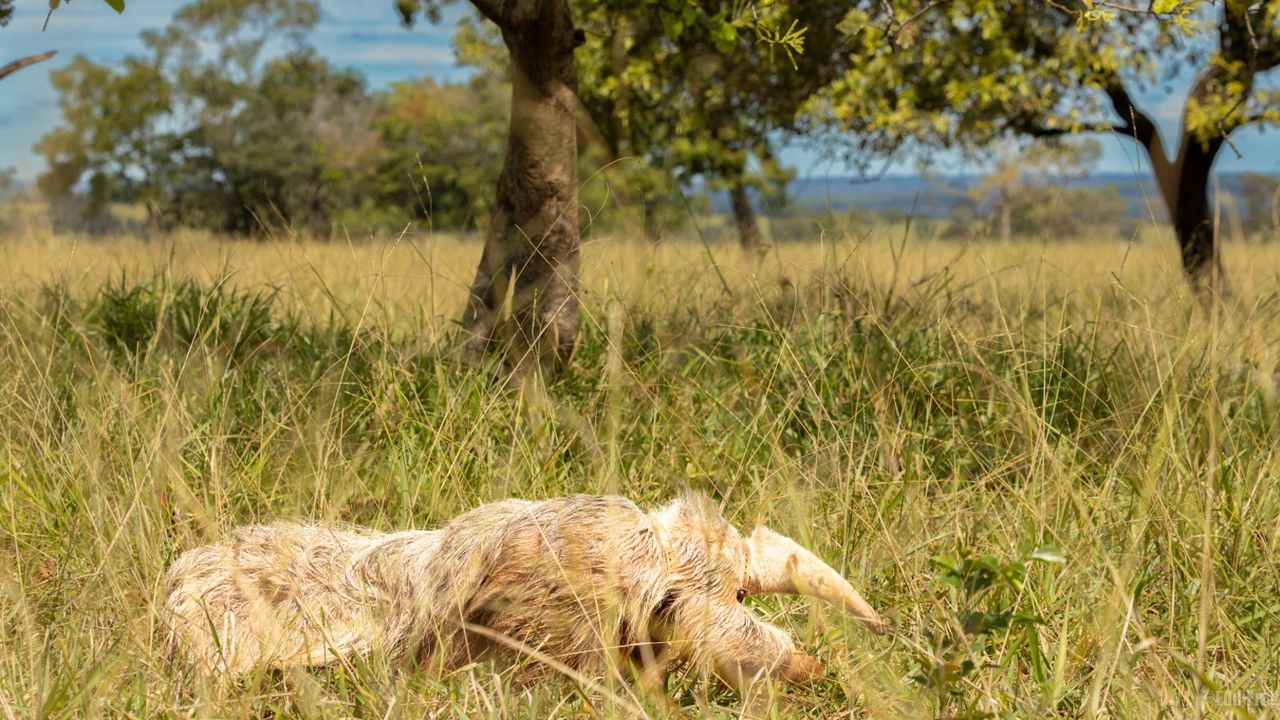 The anteater walking through the grass with a tree in the background.