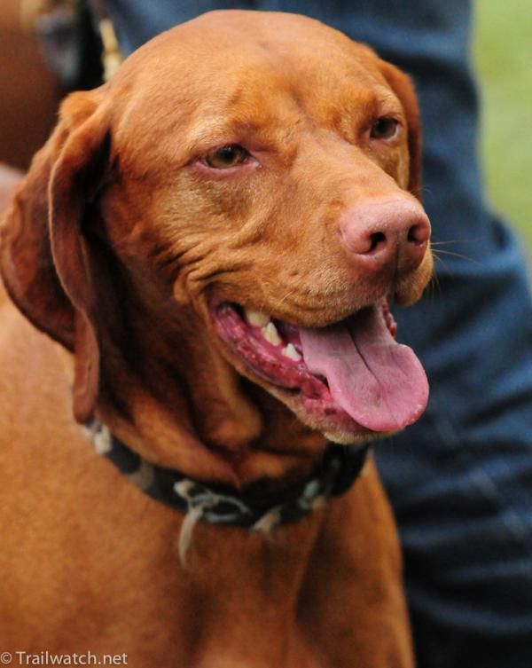 Best looking dog of the day