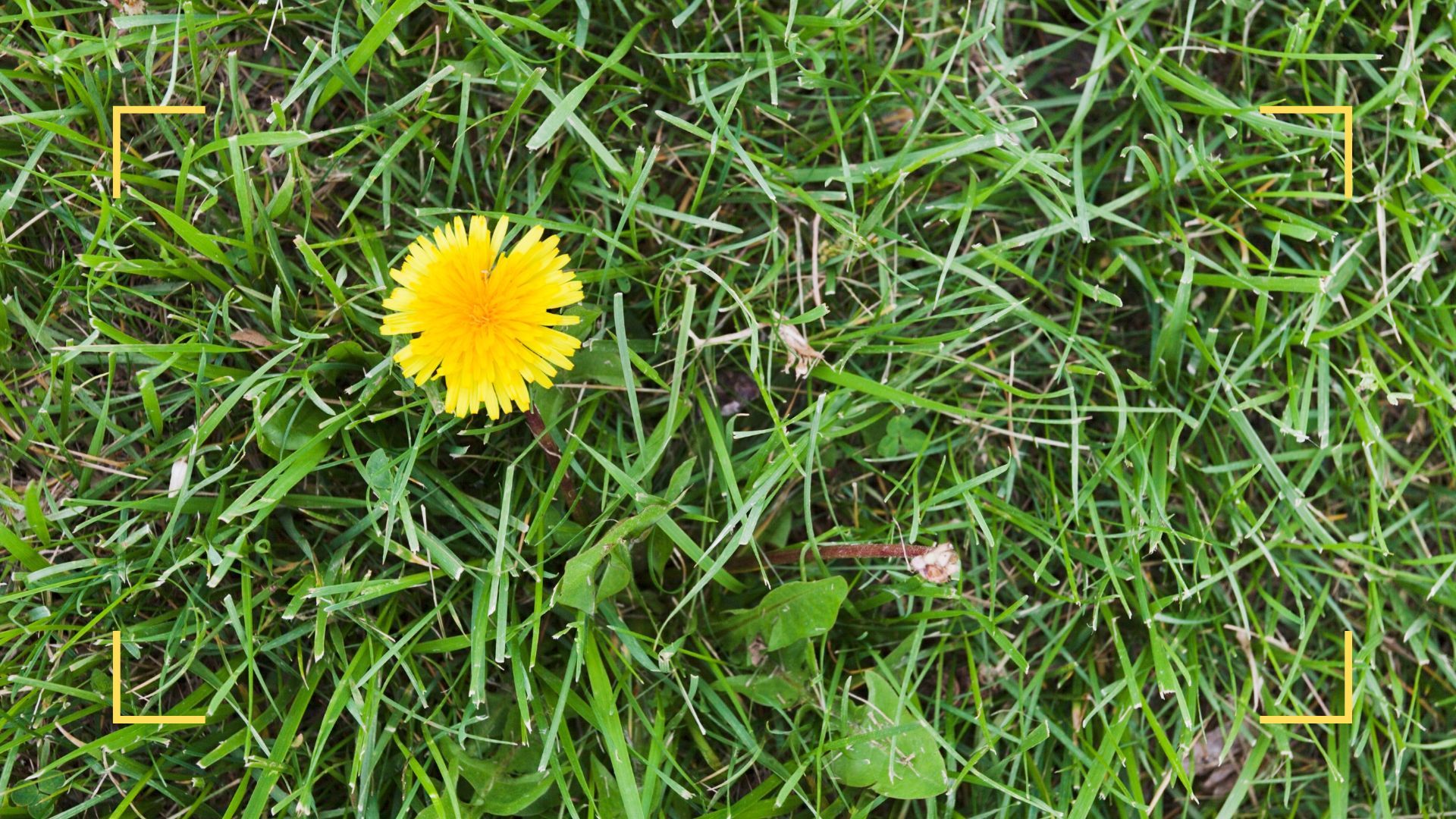 How to get rid of weeds in your grass without ruining the lawn Woman