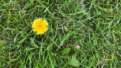 overhead shot of a grass lawn with a dandelion to support an expert guide on how to get rid of weeds in your grass