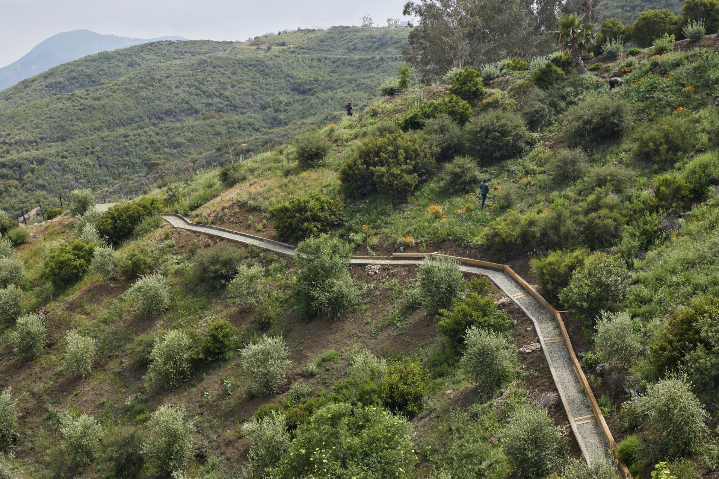 green landscape by studio Terremoto in california, peppered with light timber structures