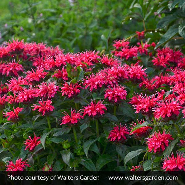 Sugar Buzz&amp;reg; Cherry Pops Bee Balm