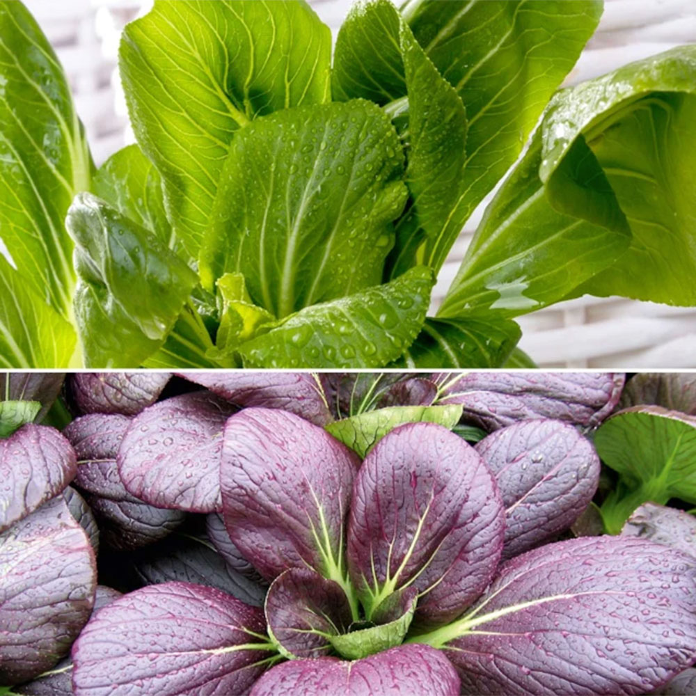 pak choi ready to be harvested