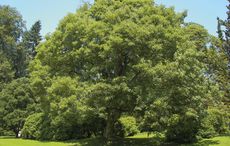 sycamore-tree.jpg