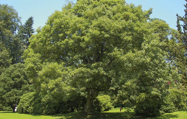 sycamore-tree.jpg