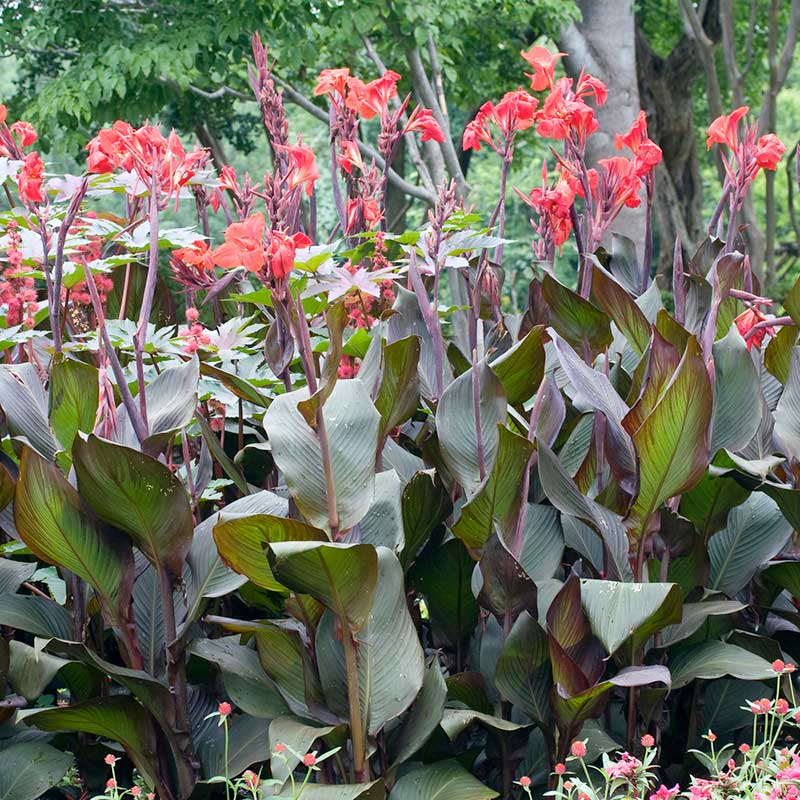 Canna Lily Bulbs - Australia