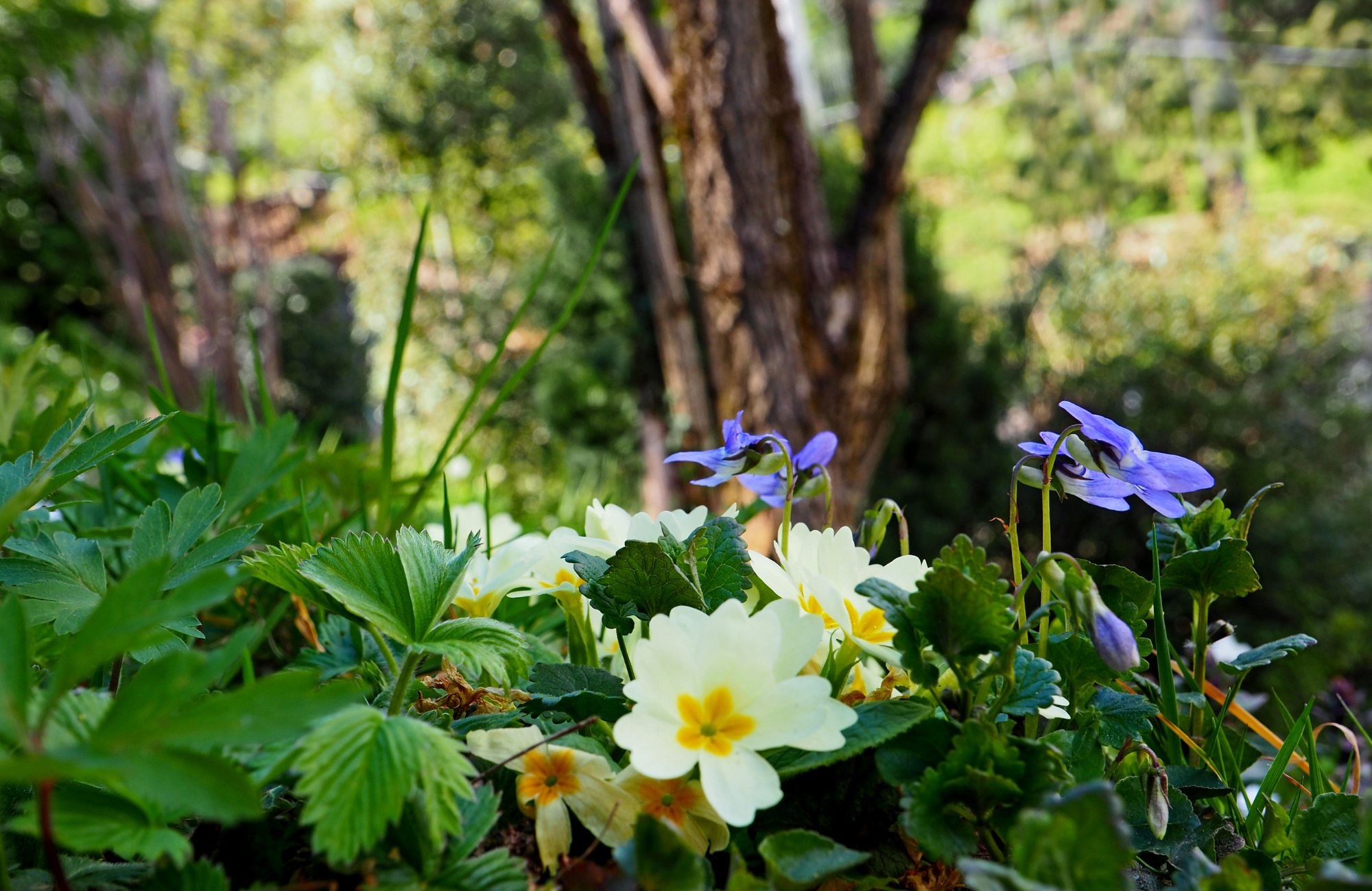 Fragile first springtime blooms under tree trunk: plae yellow primrose and elegnt blue violets in early morning sun.