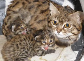 Surrogate cat mom Bijou, with her new kittens.