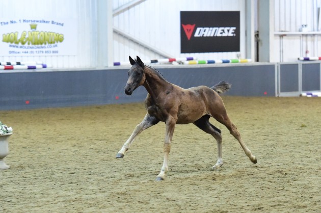 Wunderkind ZB