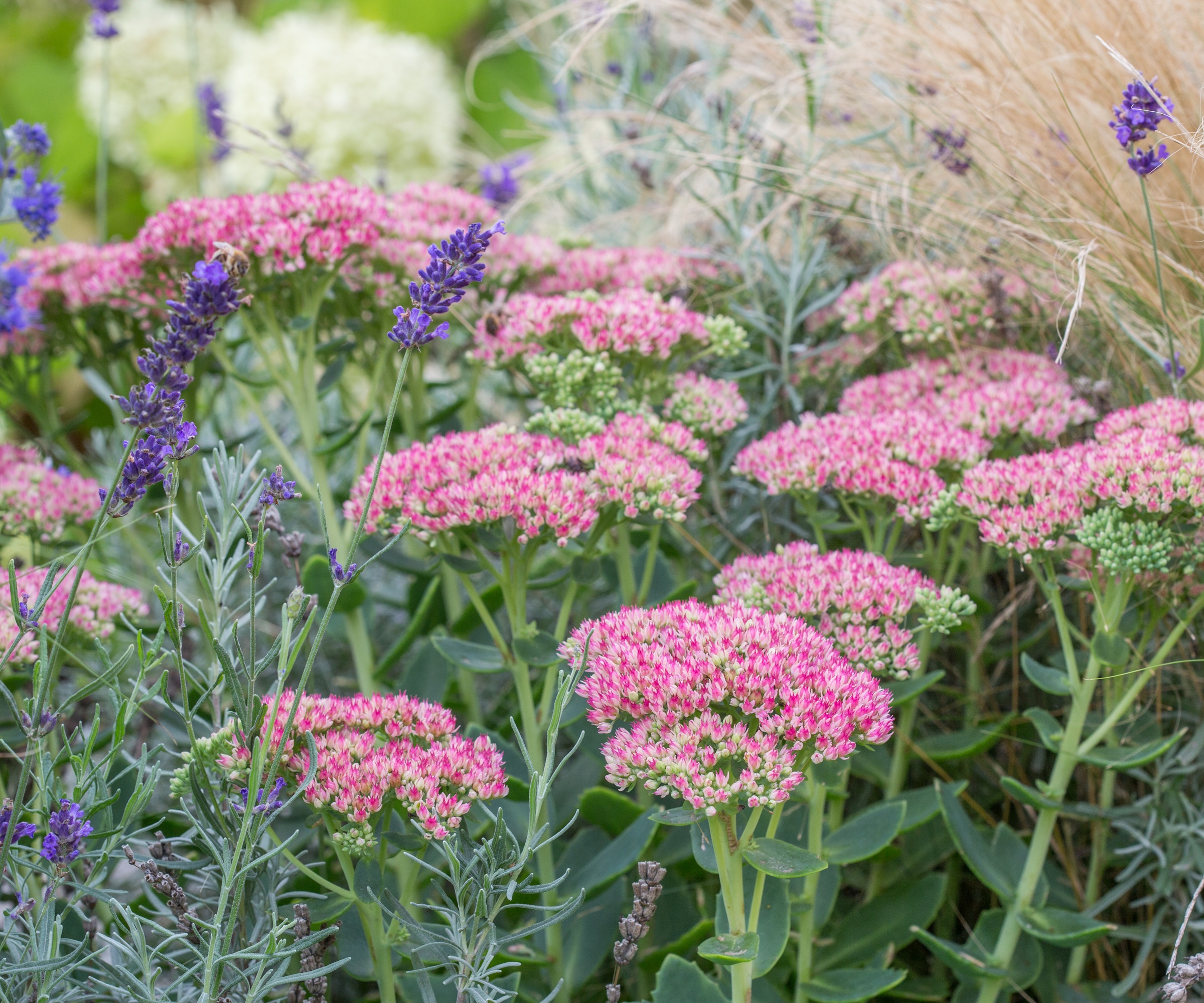 Sedum 'Autumn Joy, Lavender, insect border, Stipa tenuissima