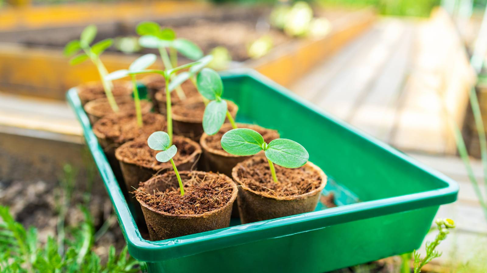 seedlings sprouting in soil pods in a green plastic bin
