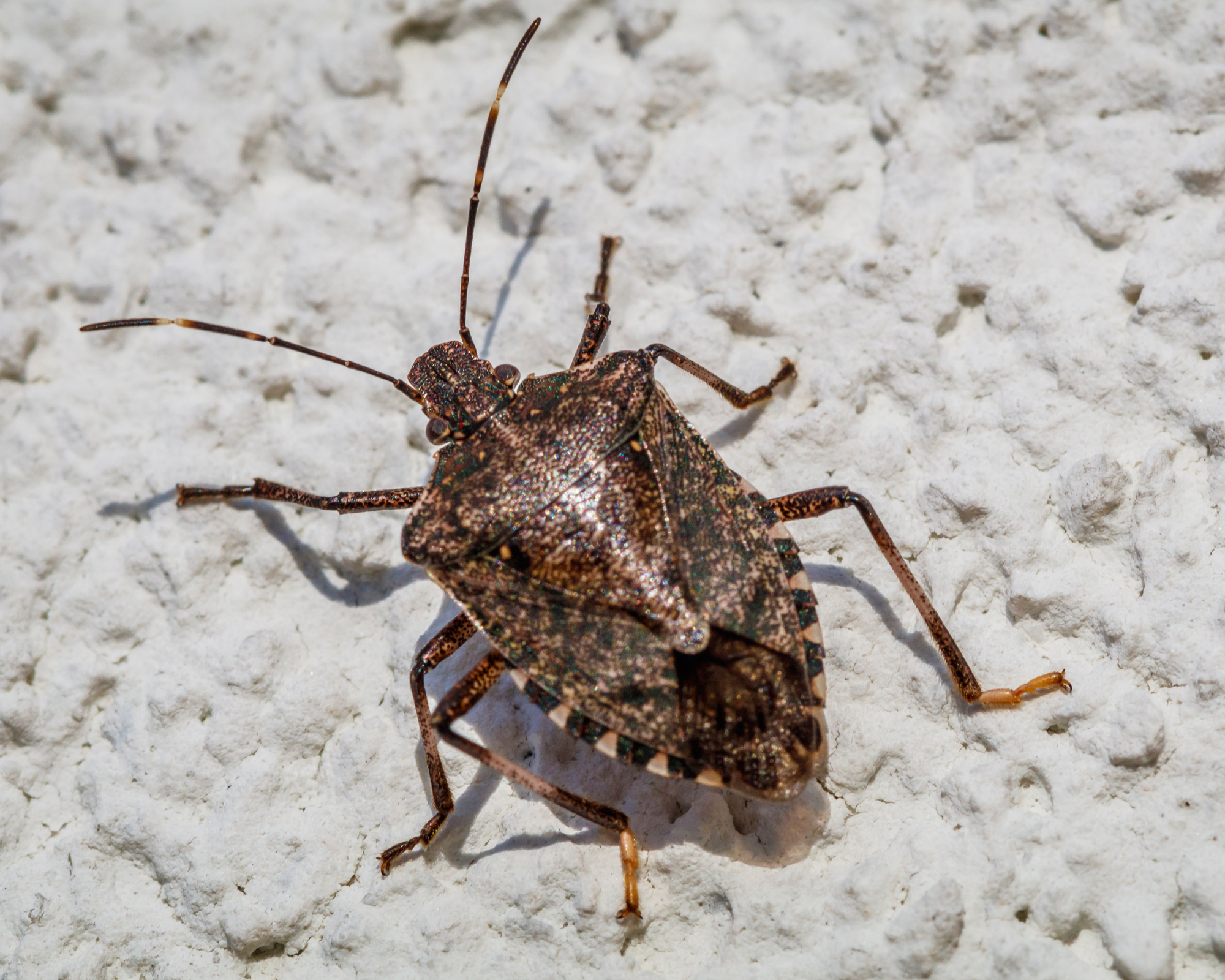 The US is in the grip of a stink bug infestation | Gardeningetc