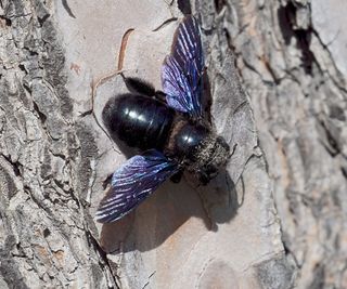 Female violet carpenter bee on the bark of a domestic pine