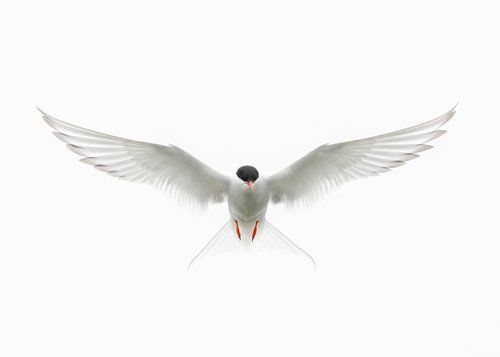 Bird Photographer of the Year 2023