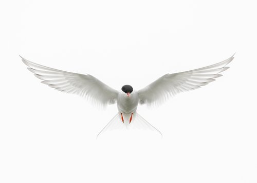 Bird Photographer of the Year 2023