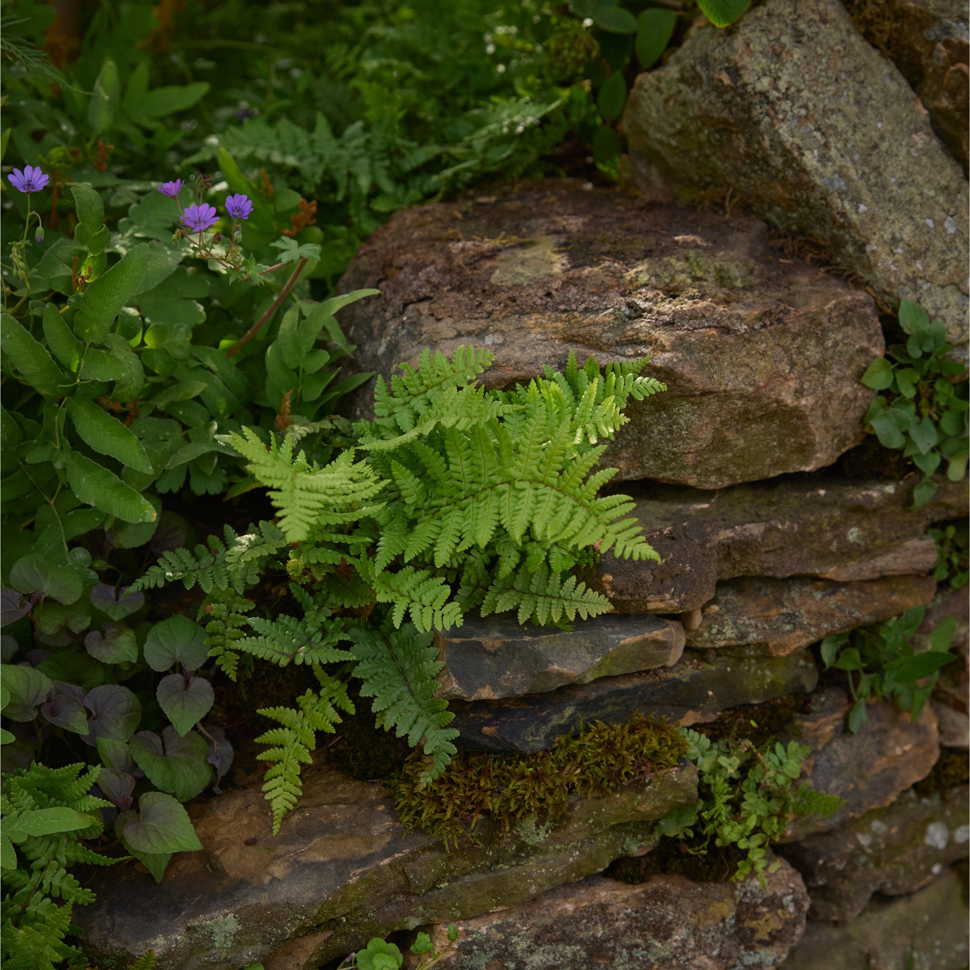 Woodland Trust: Forgotten Forests Garden at the RHS Chelsea Flower Show 2026
