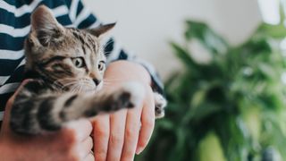 Person holding kitten