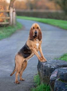 All things wise and wonderful, wrapped up in a long-eared, soft-coated package: Trinity of Houndseeker Bloodhounds. ©Millie Pilkington for Country Life