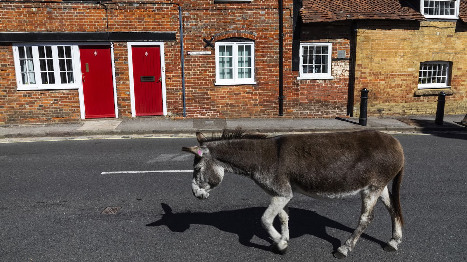 A black donkey walking on a street with houses