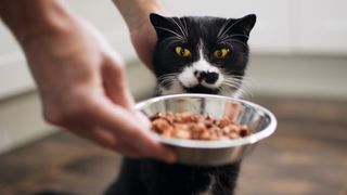 Cat turning its nose up at a bowl of food
