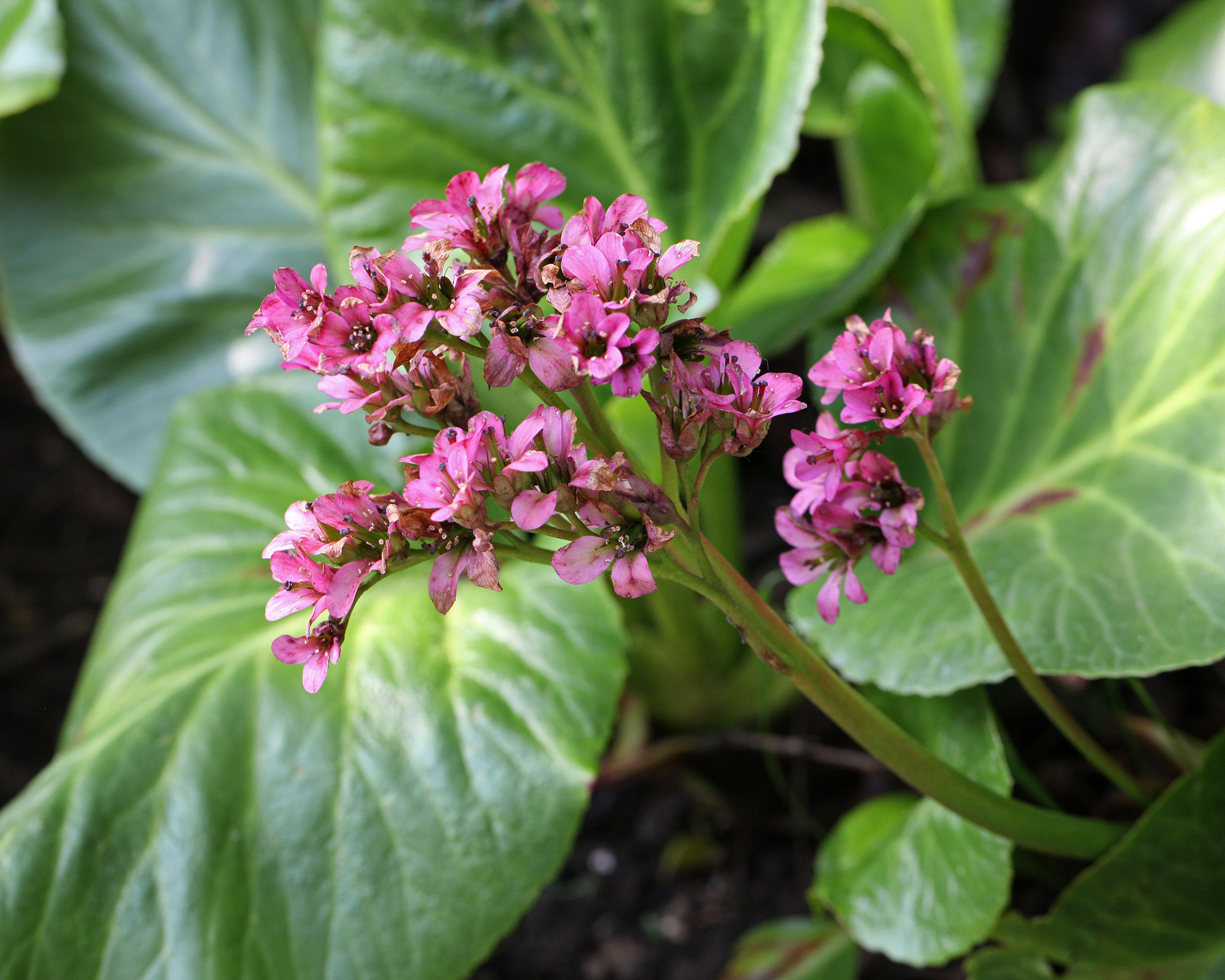 Bergenia 'Bressingham Ruby'