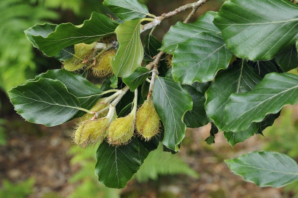 Researchers found that three of the trees they examined, including the European beech (&lt;i&gt;Fagus sylvatica&lt;/i&gt;, shown here) budded earlier the lighter it was.