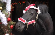 ERH4B5 warmblood portrait at christmas