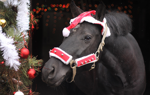 ERH4B5 warmblood portrait at christmas
