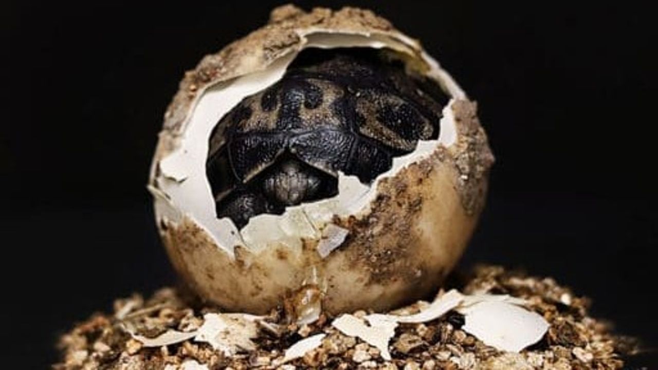 shell