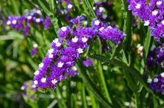 Purple Statice Plant