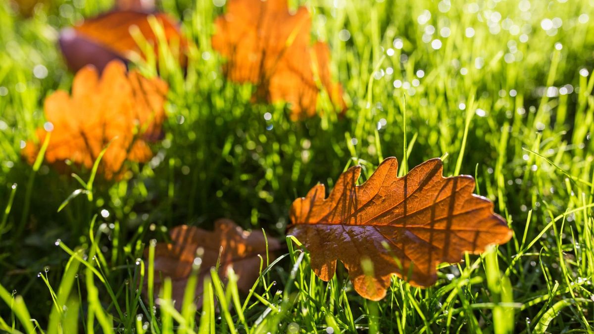 When to stop watering a lawn in fall – and why it’s vital to get the timing right