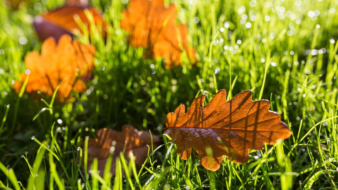 Watering a lawn in fall: Orange autumnal leaves on green grass