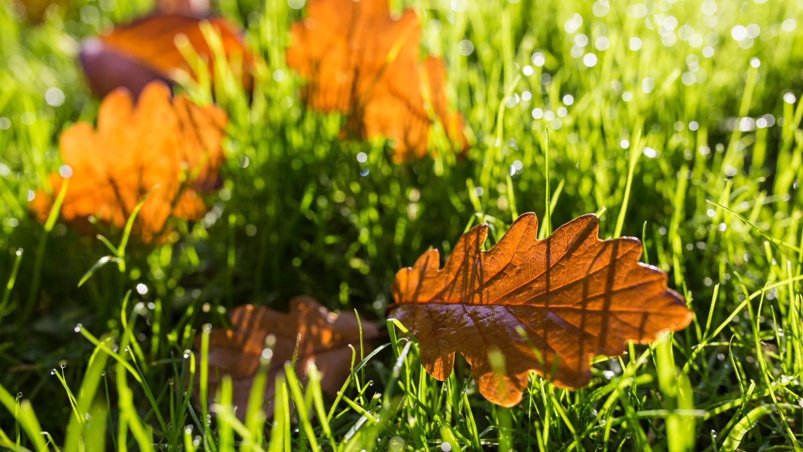 When to stop watering a lawn in fall and why it’s vital to get the
