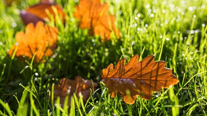 Watering a lawn in fall: Orange autumnal leaves on green grass