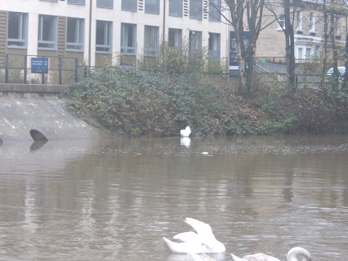 A photo of a swan taken on a Kodak PIXPRO WPZ2 camera