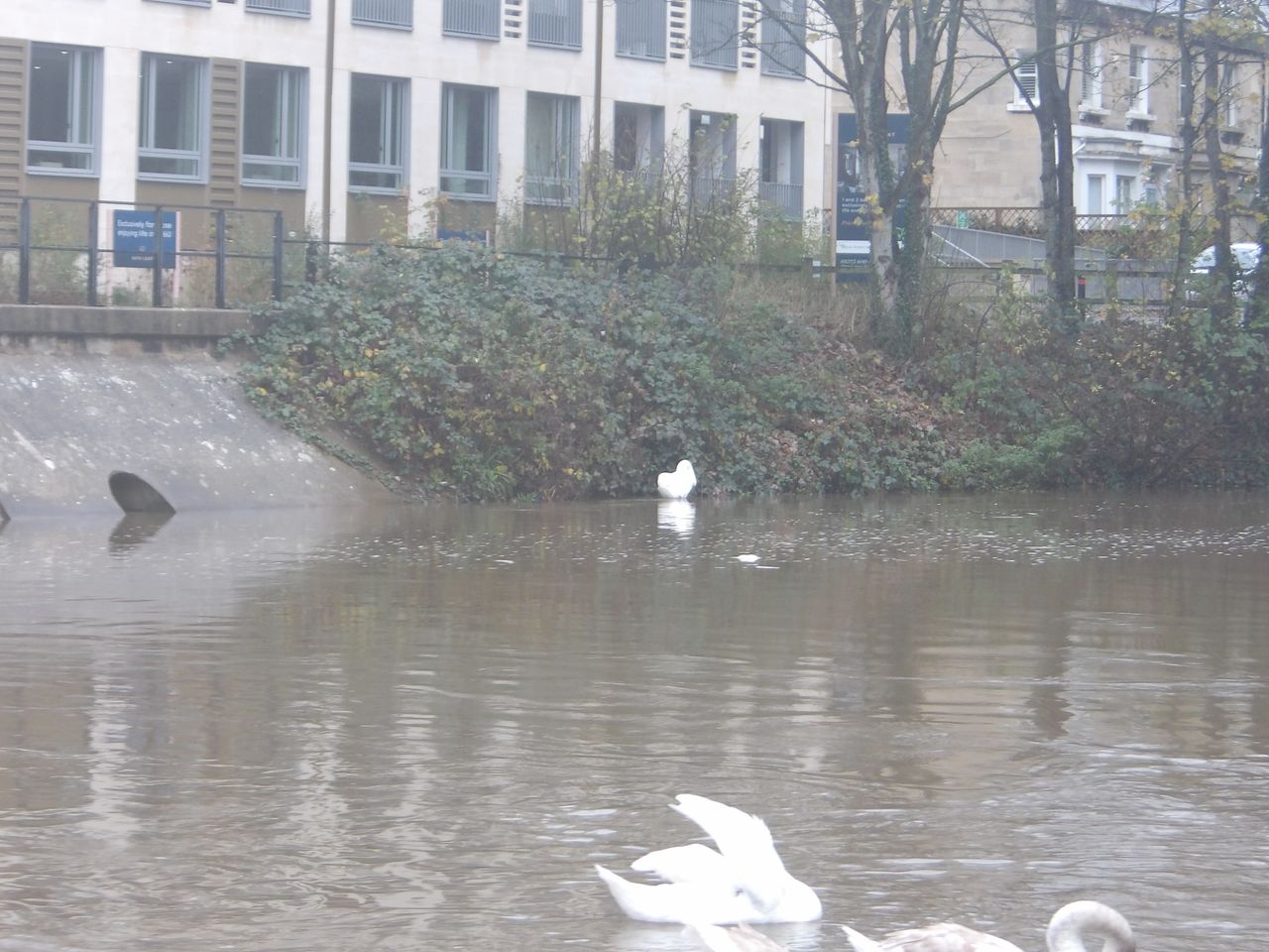A photo of a swan taken on a Kodak PIXPRO WPZ2 camera