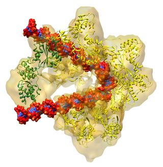 This crescent-shaped protein complex (yellow in the image) wraps around and bends DNA (the red and blue complex) to help unwind it.