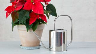 potted poinsettia next to metal watering can